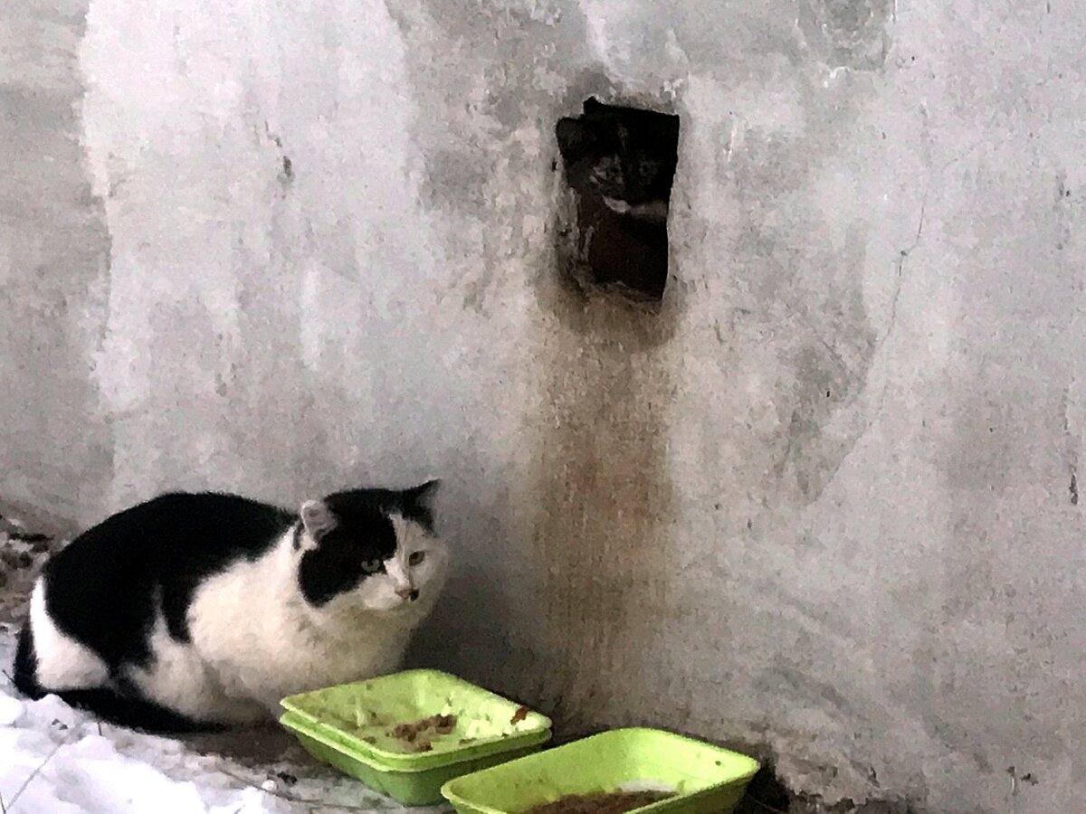 К окошке подвала маленькая Люся