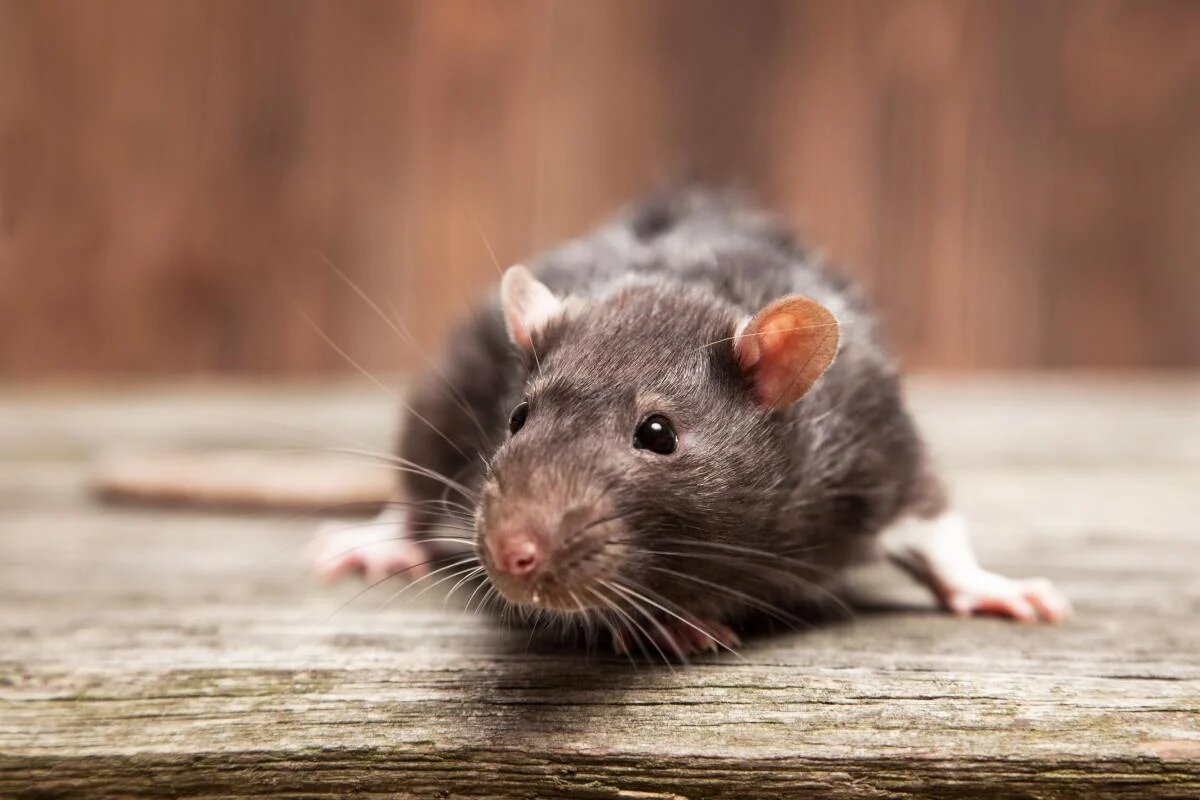 Как избавится от мышей, эффективно и навсегда?