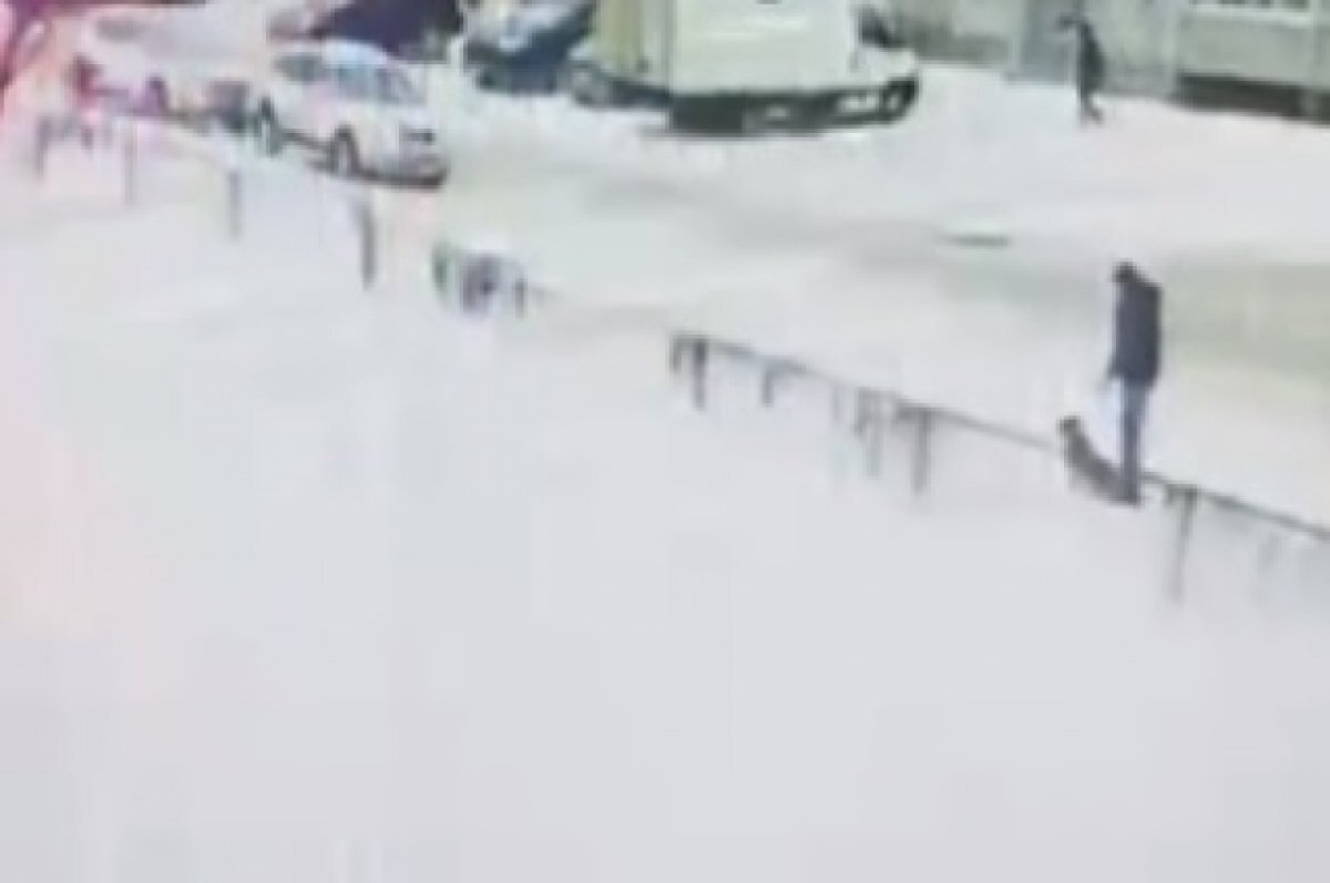    Крупная собака напала на девочку рядом со школой №53 в Твери