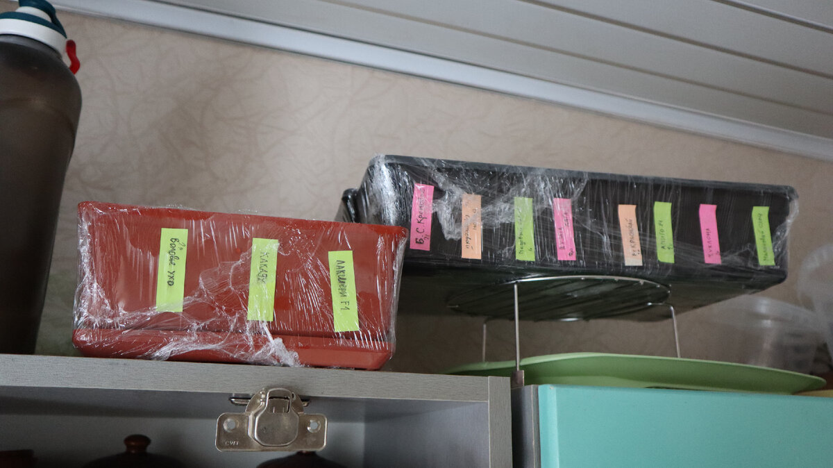 перцы когда сажать на рассаду 2024. перцы когда сажать на рассаду 2024.