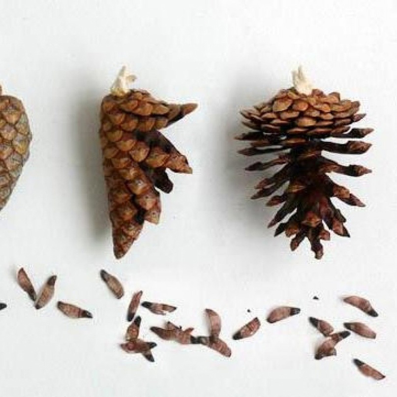 Фотка не моя, но чтоб было понятно!