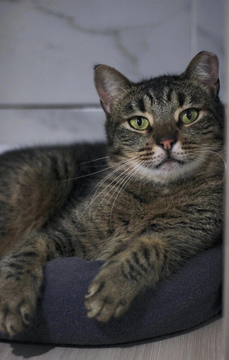 Кот Серега ищет дом 💥🐈 | Приют для кошек "Надежда" | Дзен