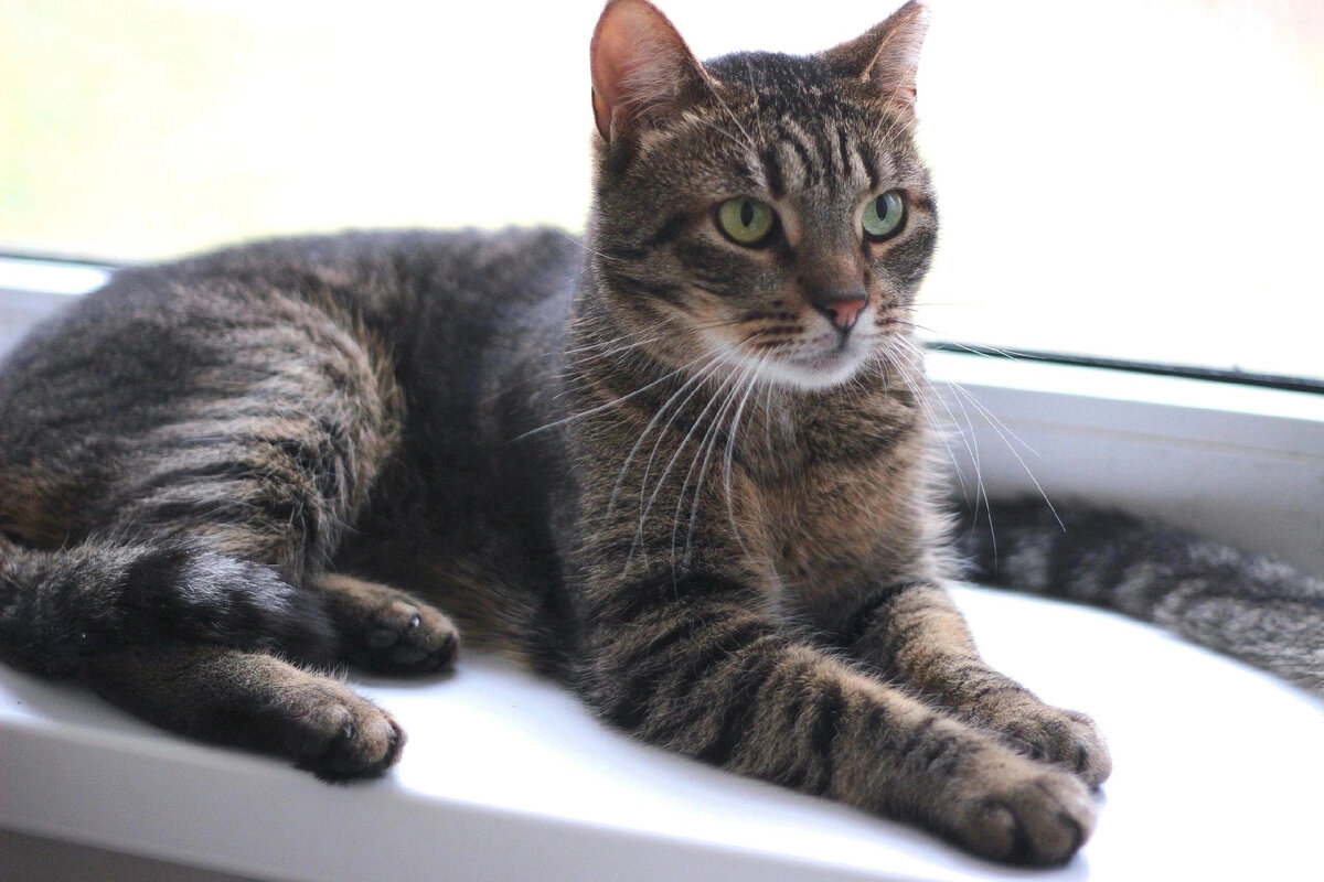 Улица лёни голикова 47. Улица лени голикова 23к5. Улица лени голикова спб. Санкт петербург лени. Улица лени голикова спб.