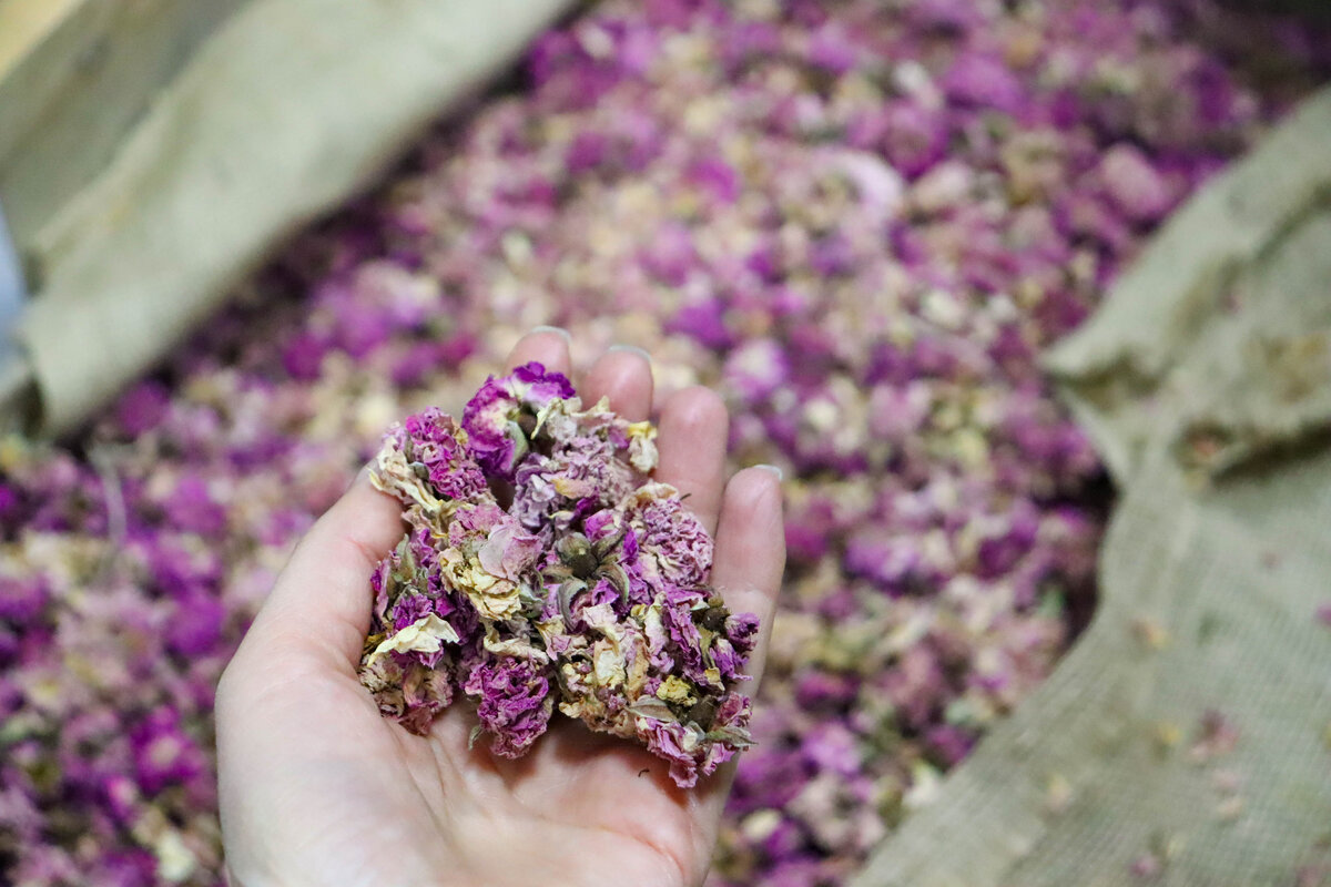 Роза эфиромасличная // Фото: Туристический портал Республики Крым, Надежда Дудина