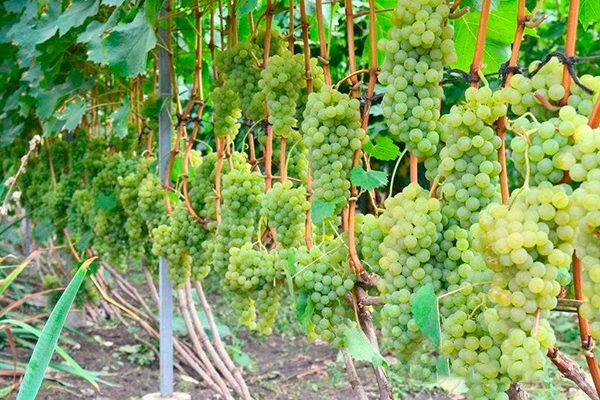 Каждая из них несет. Шла баба в москву и повстречала 3 мужиков каждый из них нес по мешку. Каждая из них несет. Каждая из них несет. Каждая из них несет.