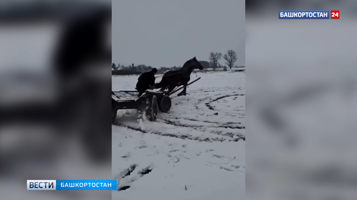 Дрифт на телеге сняли на видео в Башкирии | Башкортостан 24 | Дзен