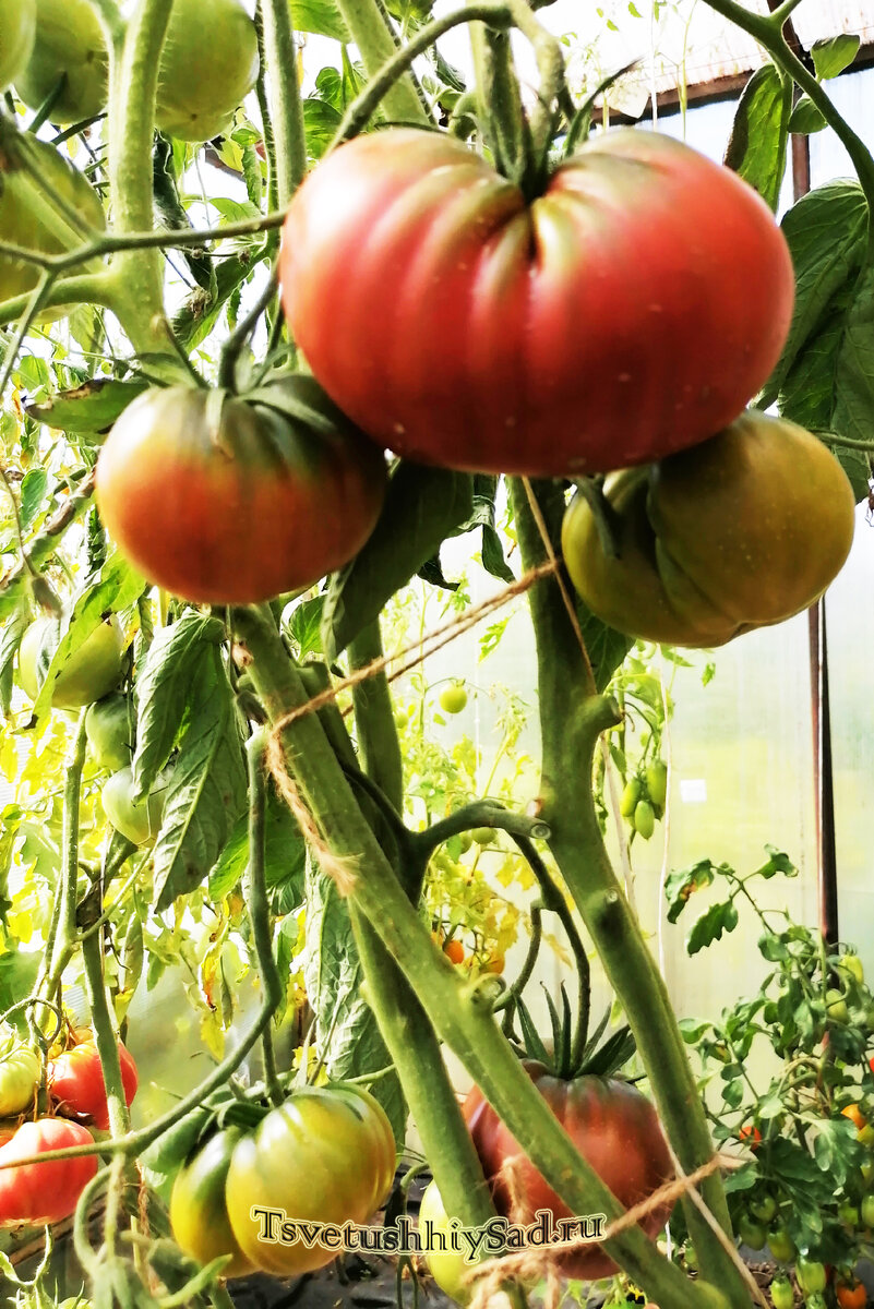 Урожай томата Вкусный приз