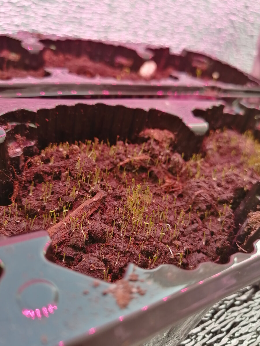 «Рубиновый фонтан» стелется пушистым ковриком