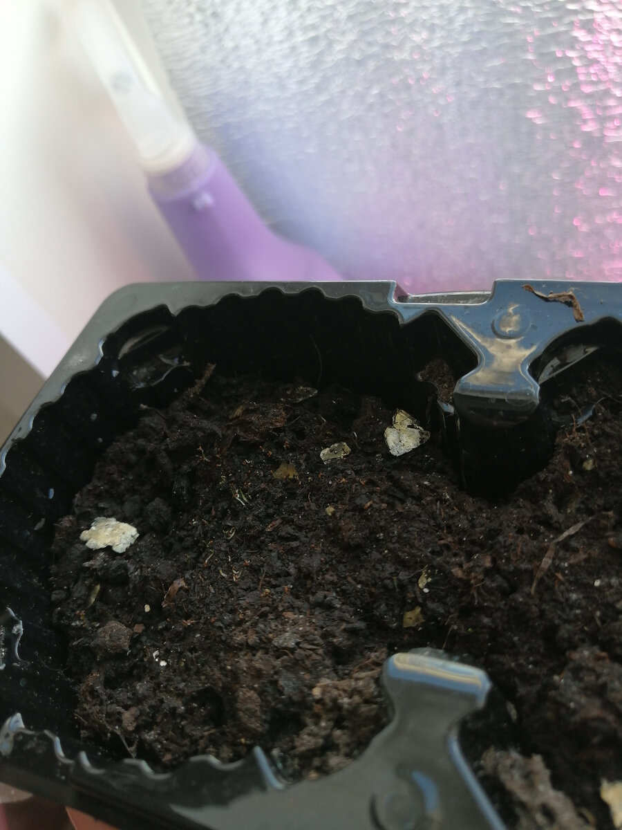 «Розовый каскад» не жалует нас хорошими всходами