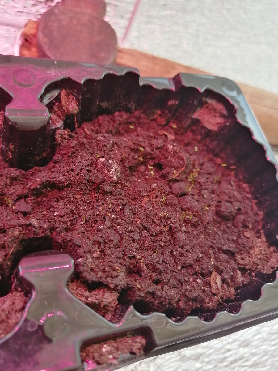 Скромно проглядывает из земли «Сапфир» 