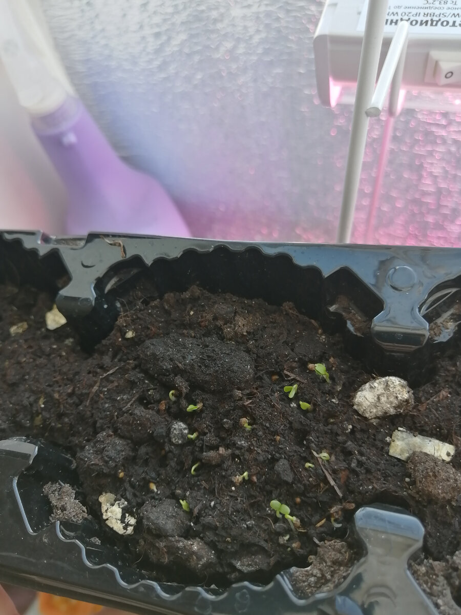 Виола Виттрока «Грильяж» тянется к свету