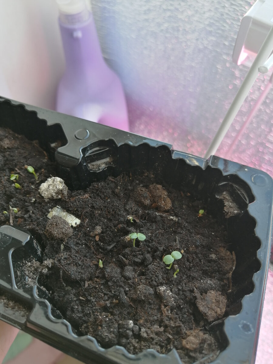 Многолетняя фиалка рогатая Floral Power Plum Antique