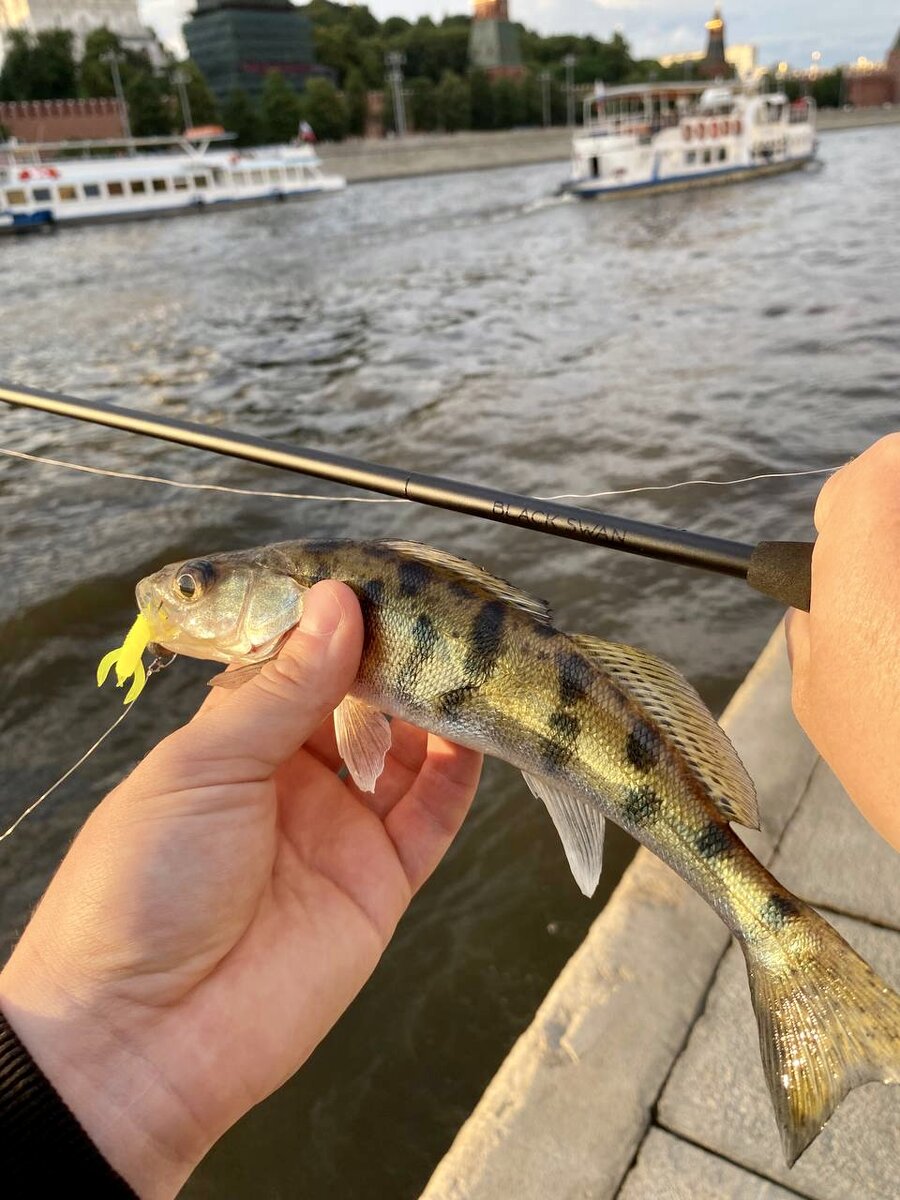 Favorite Black Swan. Приманка Eleven Lures ScareCraw 1.7