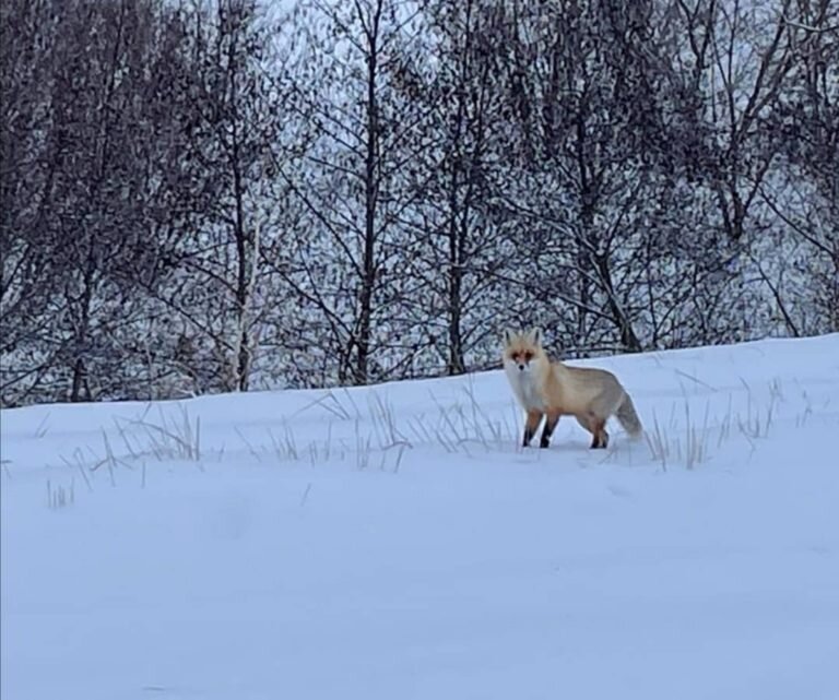    Бешеная лиса укусила собаку. Оренбуржцы также видят около сел волков и косуль Белов Михаил Александрович