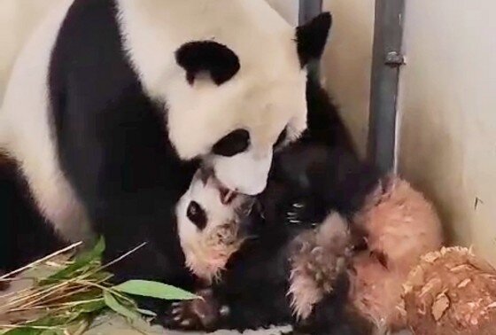 сычуань зоопарк панды. панда в зоопарке. панды в китае в зоопарке. панда в зоопарке. панда в китае.