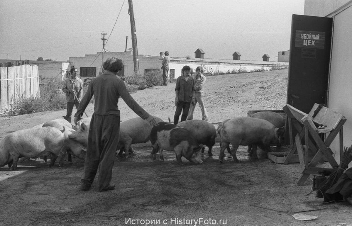 История в фотографиях 233 | AFTERSHOCK | Дзен