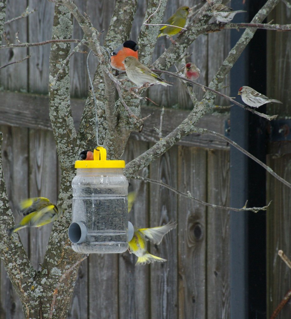 Для кормушки можно использовать старый контейнер и обрезок пластиквой трубы
