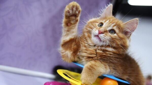    © Sputnik / Наталья Селиверстова