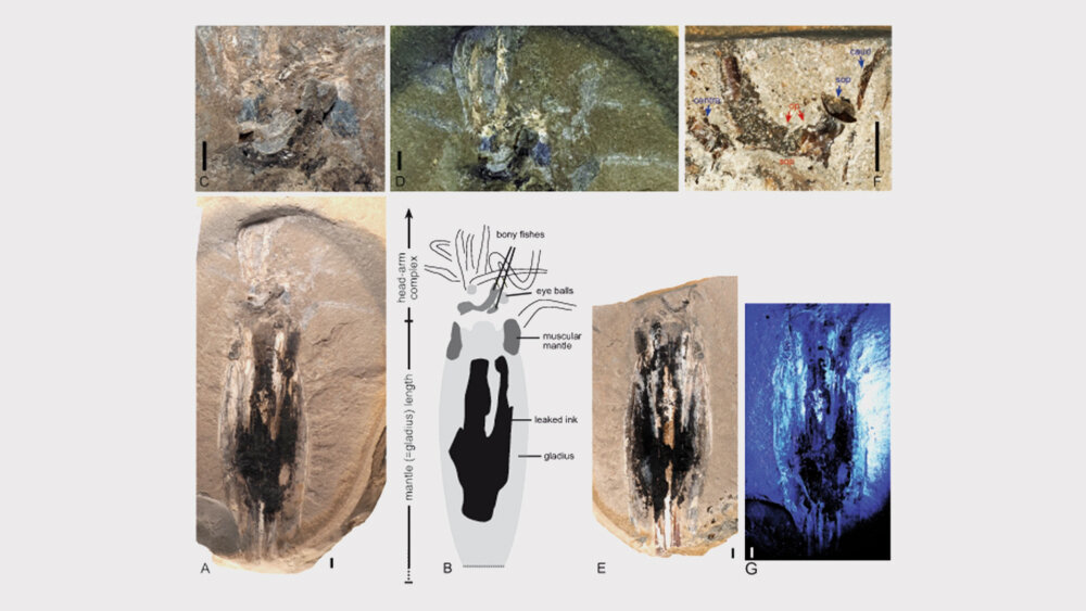     Фото: Dirk Fuchs, Robert Weis, Ben Thuy
