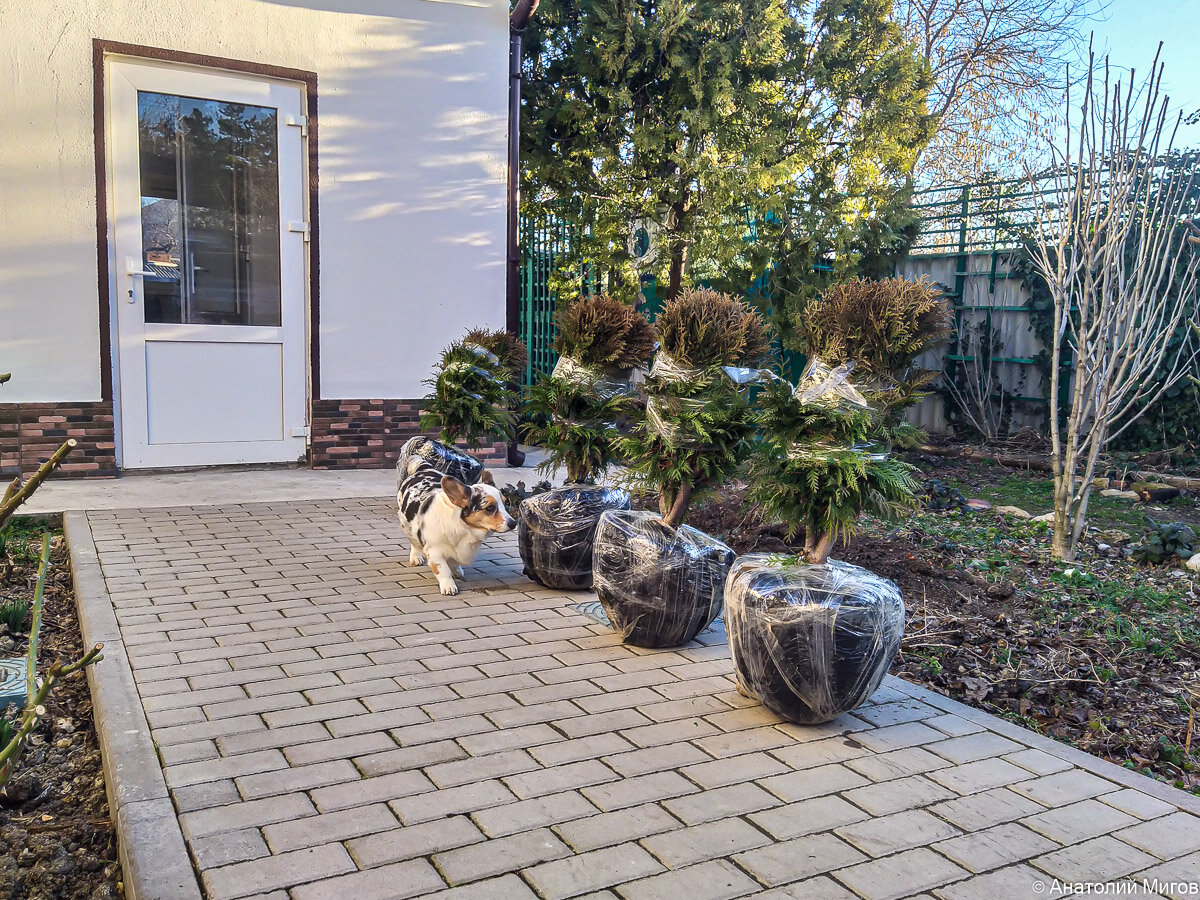 Наша корги Тильда знакомится с покупками.