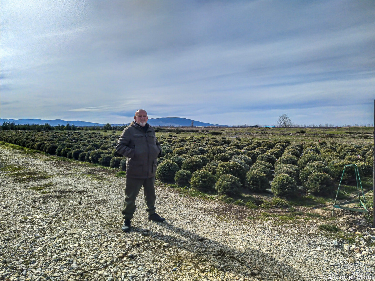 За моей спиной карликовые ели. Красивые, но мы приехали не за ними.