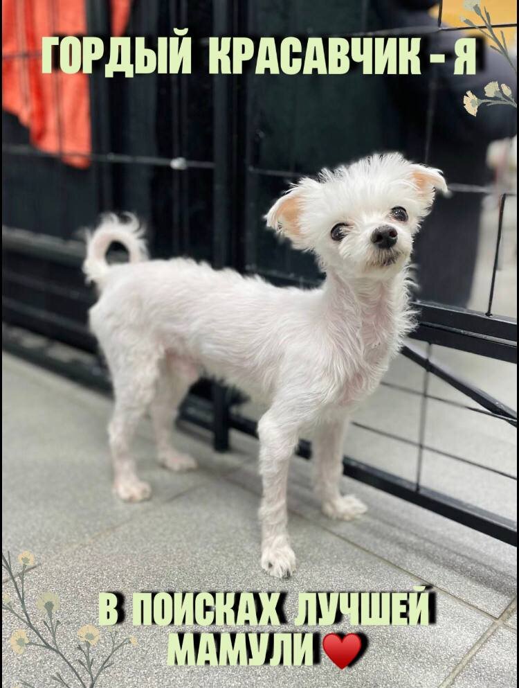 🏠 ДОМИК МЕЛКАШЕЙ - ПРИЮТ МАЛЕНЬКИХ СОБАК