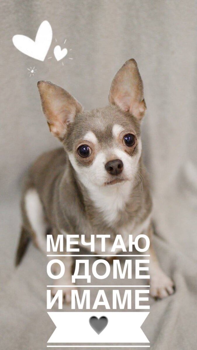 🏠 ДОМИК МЕЛКАШЕЙ - ПРИЮТ МАЛЕНЬКИХ СОБАК