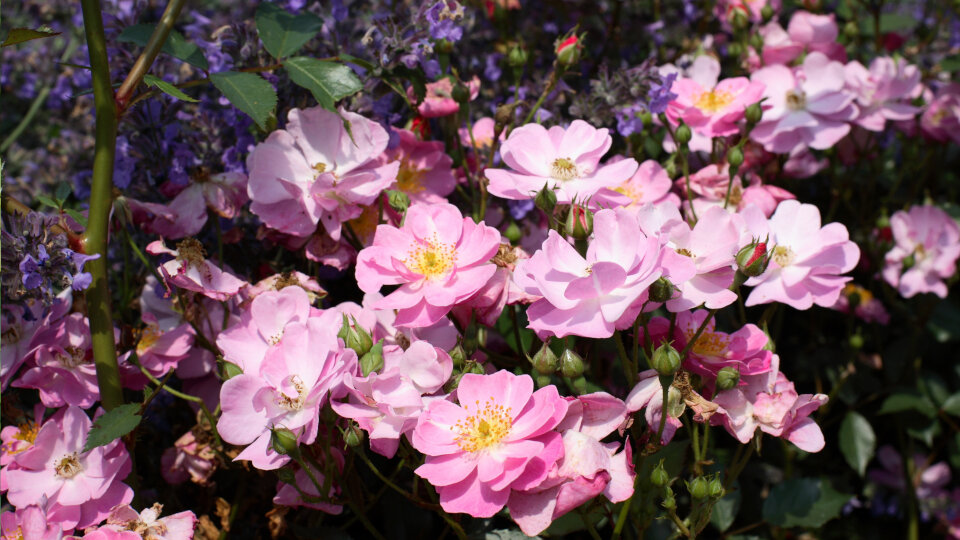 Почвопокровные розы. Фото: shutterstock.com