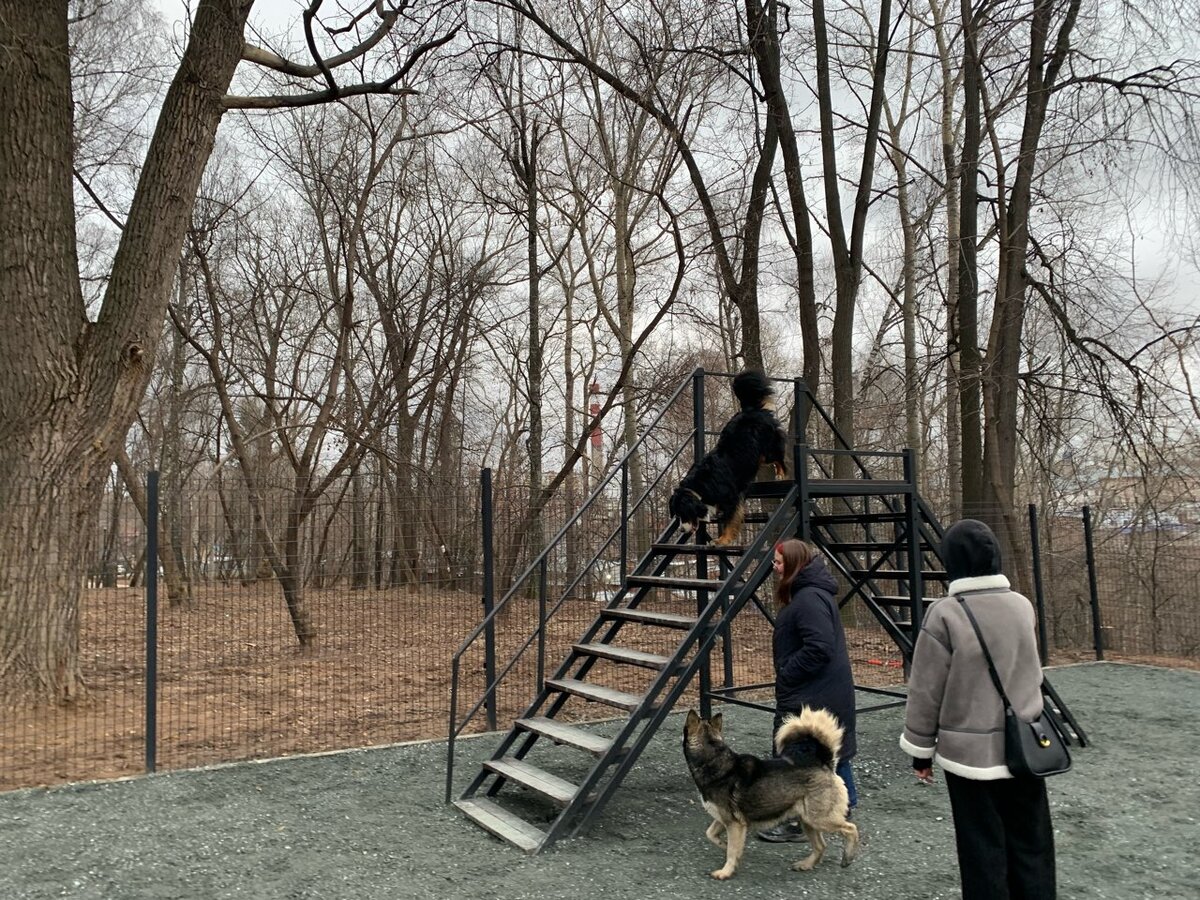 Собаки на площадке