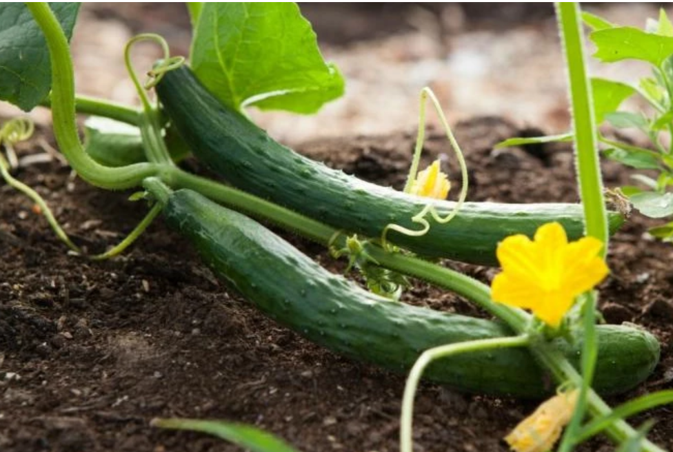 Огурцы суперина ф1. Сетка шпалерная огуречная. К чему снятся огурцы. Ангурия антильский огурец. Огуречная грядка.