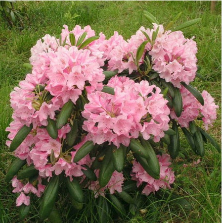 Садовый рододендрон