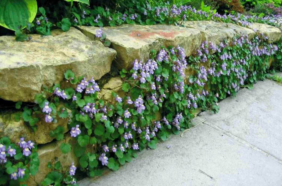 Цимбалярия. Фото Lushome, Pinterest.