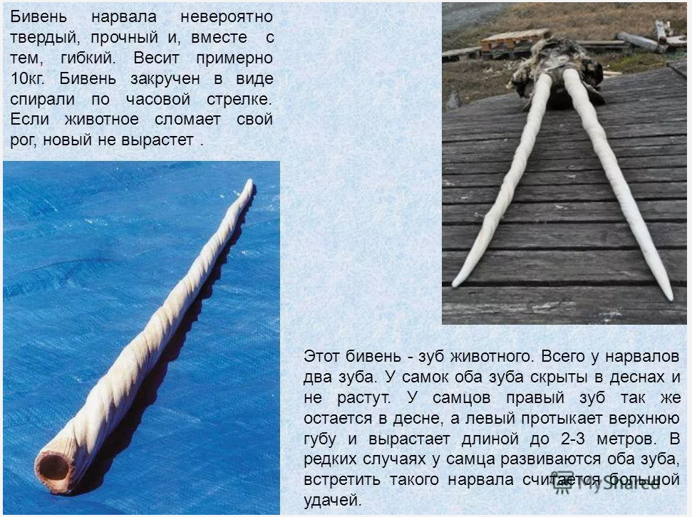 Нарвал зуб что делать. Нарвал зуб что делать