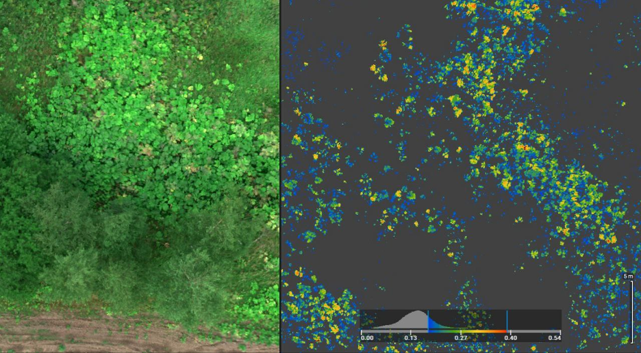 Так БПЛА идентифицирует на полях борщевик — сорняк, опасный для человека