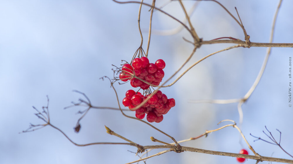 Ягодки на ветке... © NickFW.ru — 28.02.2022г.