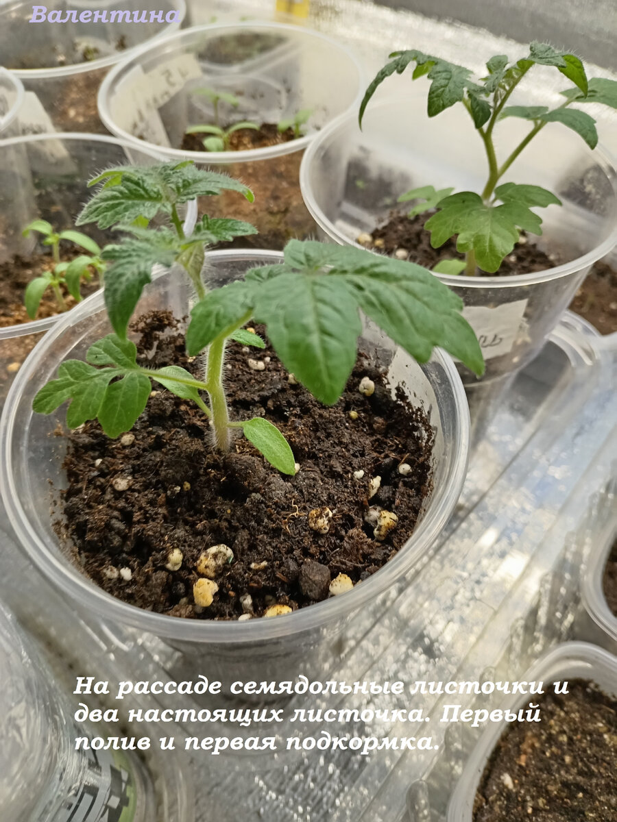 Растения в объёме 500 мл. Частых поливов не требуется.