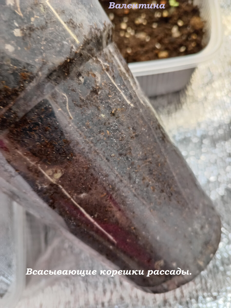 Всасывающие корешки быстро осваивают объём грунта в стакане.