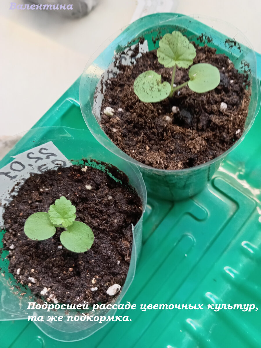Рассаду цветов подкармливаю так же.