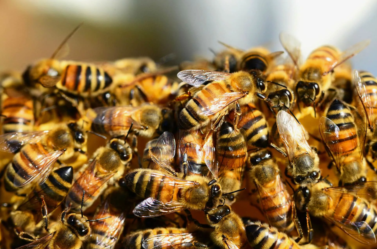 Один из наиболее удивительных фактов о пчелах связан с их способностью "танцевать". Пчелы используют так называемый "танец ваггеля" для общения друг с другом о местонахождении источников пищи. Когда разведчица находит источник нектара, она возвращается в улей и исполняет сложный танец, который может включать круговые движения или движения в форме восьмерки. Движения танца, вибрации и частота ваггельных (покачивающих) движений передают информацию о направлении и расстоянии до источника пищи от улья. Угол между направлением танца на сотах и направлением к солнцу указывает на направление к источнику нектара, а длительность ваггельной фазы сообщает о расстоянии. Этот уникальный метод коммуникации демонстрирует сложность социального взаимодействия пчел и является одним из самых ярких примеров животного "языка".