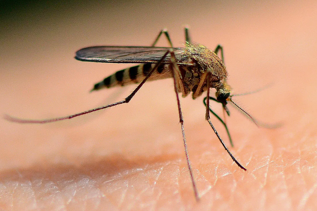 Один из удивительных фактов о комарах заключается в их способности обнаруживать диоксид углерода (CO2), который мы выдыхаем, на расстоянии до 50 метров. Этот навык делает их исключительно эффективными в поиске своих целей, то есть нас, людей, и других животных, дышащих воздухом. Орган, позволяющий комарам чувствовать CO2, называется обонятельной щетинкой, и он настолько чувствителен, что комары могут легко и быстро находить своих жертв даже в полной темноте.