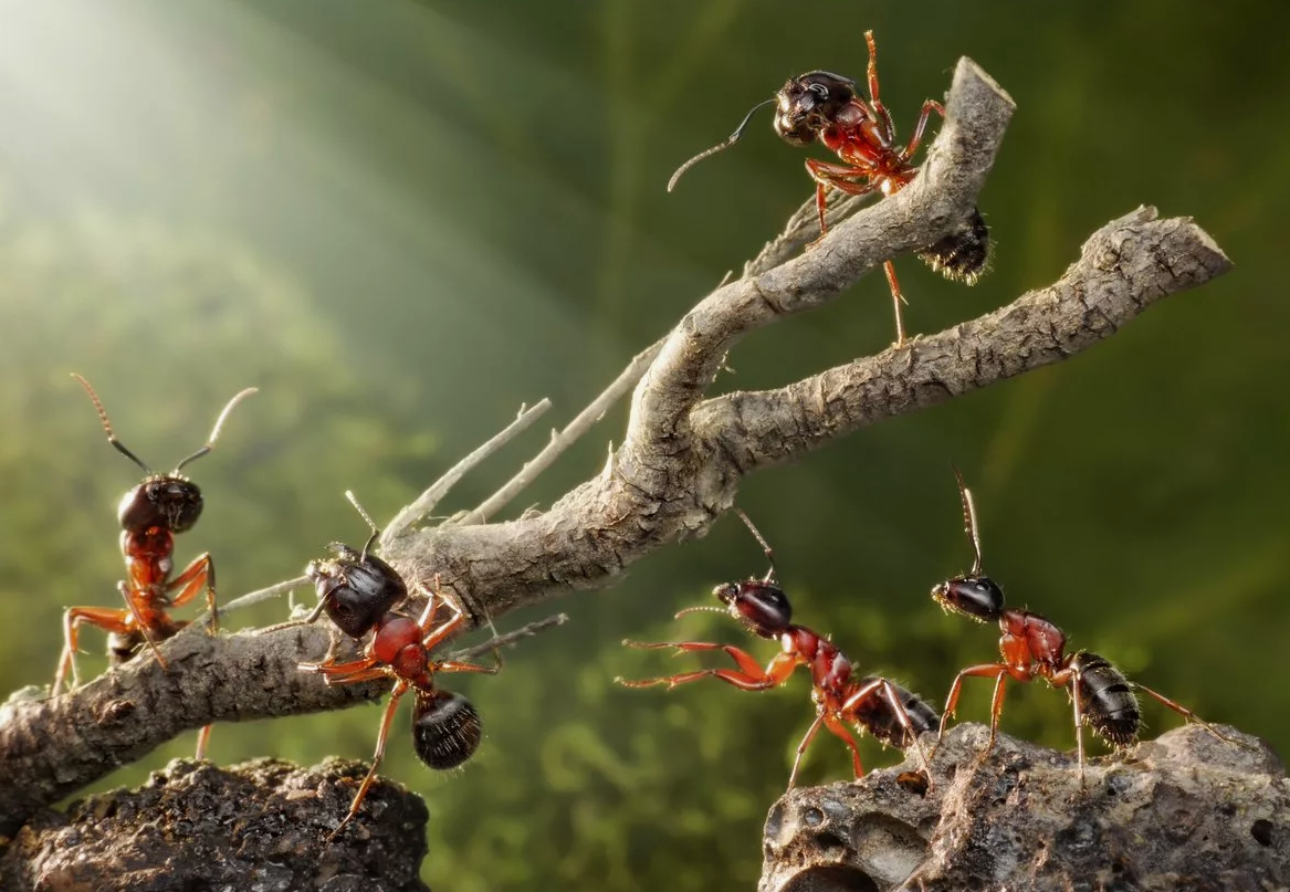 Муравьи обладают удивительной способностью к суперорганизации и эффективности, но один из наиболее необычных фактов о них касается их способности "земледелия". Некоторые виды муравьёв, такие как муравьи-листорезы (атта), практикуют форму агрокультуры, выращивая грибы в своих гнёздах для питания.
