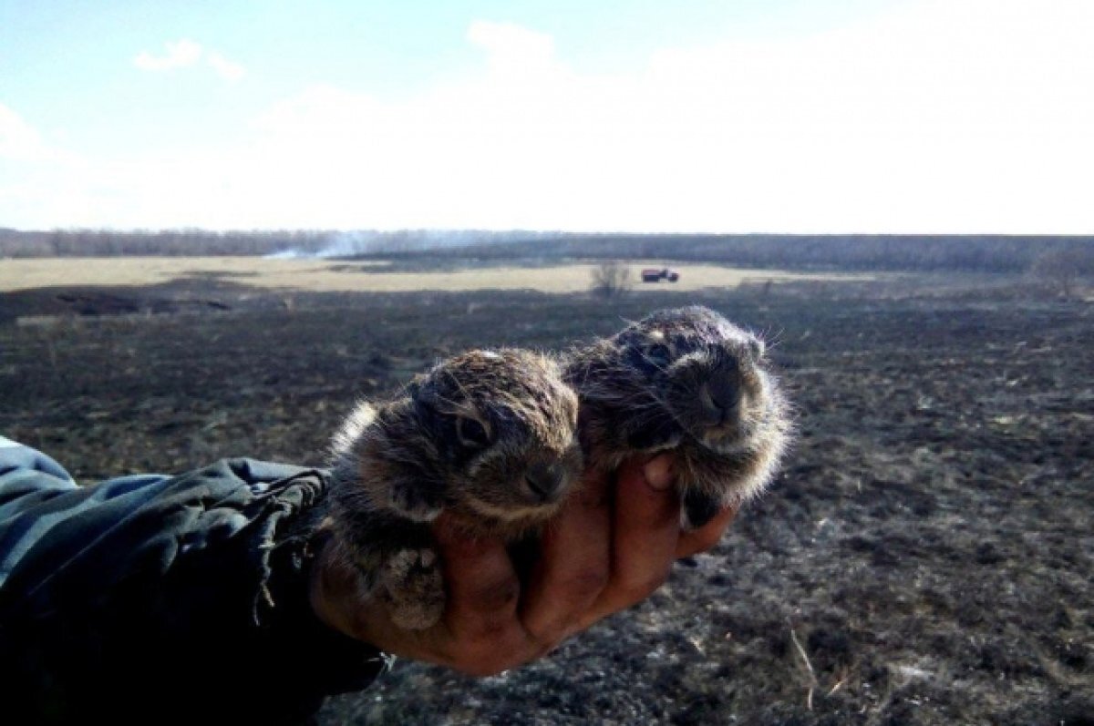    Под Воронежем начали появляться первые ландшафтные пожары