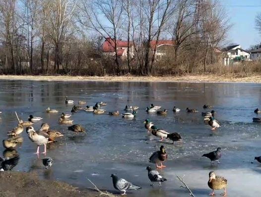 В этот день и снег, и лед на речке тает. Весна постепенно входит в свои права