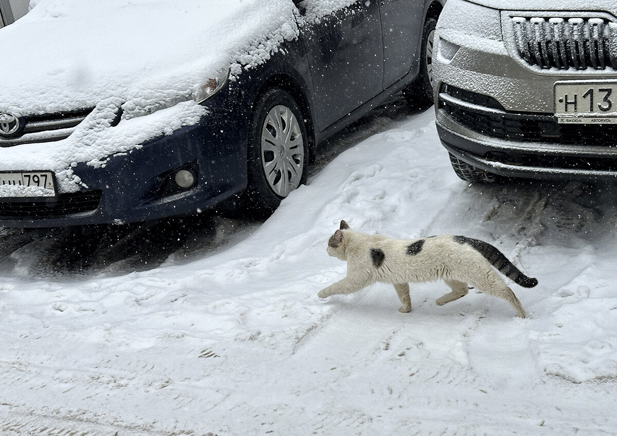    В Люберцах инфицированная бешенством кошка была домашней?