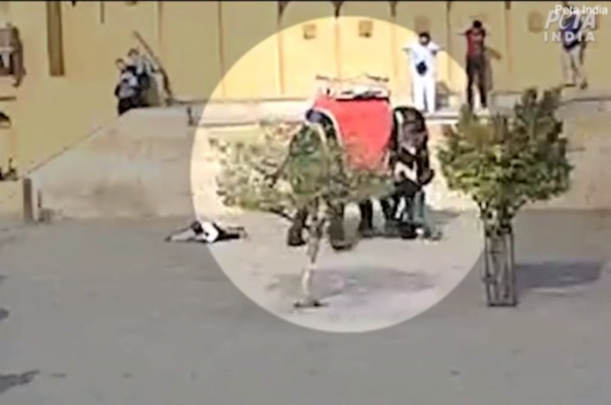    Нападение слонихи на россиянку в Индии попало на видео