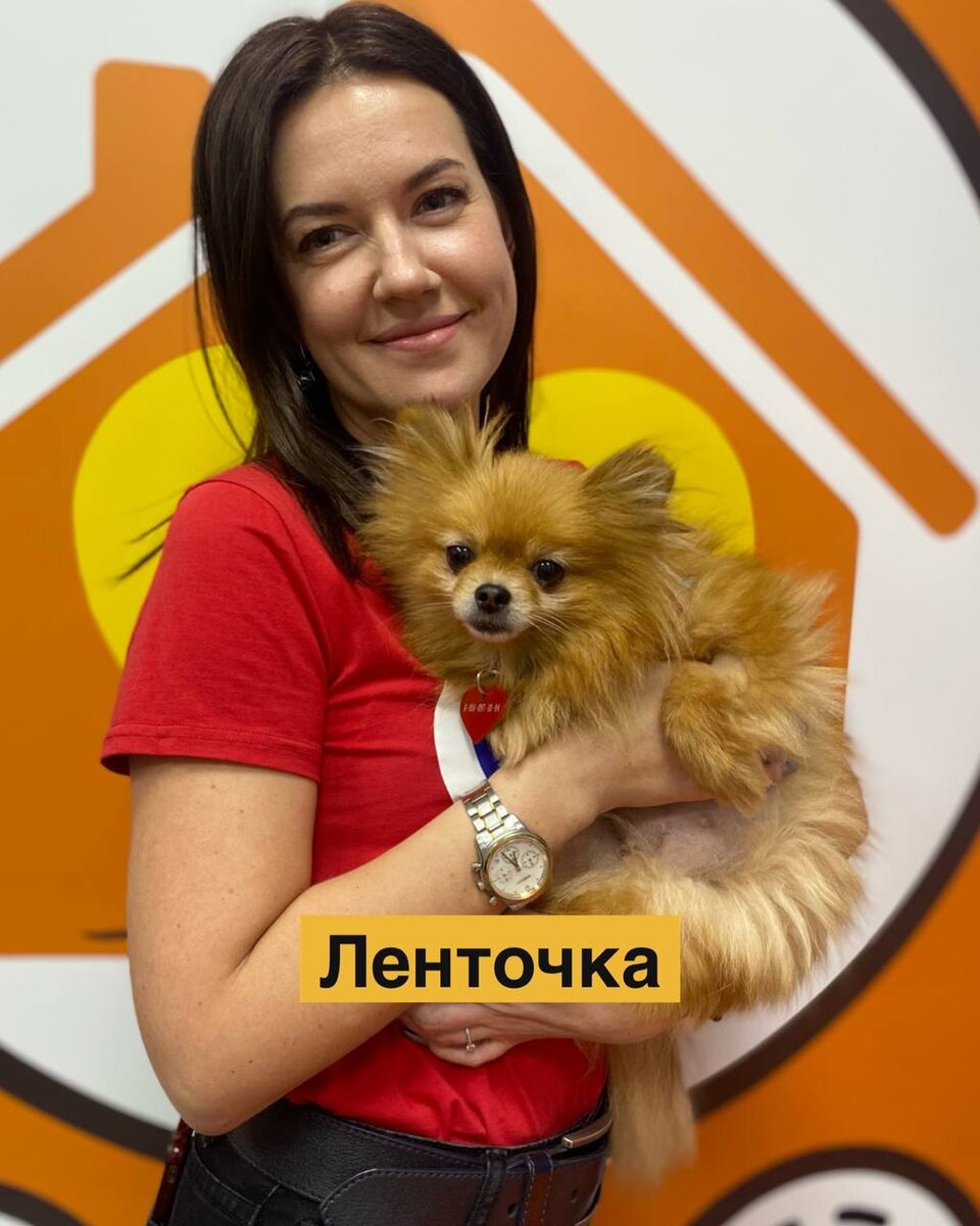 Маленькая собачка из приюта Домик Мелкашей обрела дом