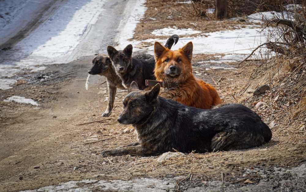    Фото: Амур.инфо