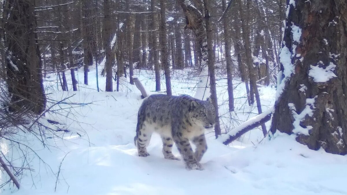     В Саяно-Шушенском биосферном заповеднике проводят учеты снежных барсов. Это поможет специалистам не только следить за численностью, но и получить еще больше фото и видео с редкими кошками.