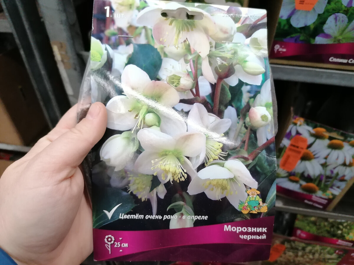 Морозник чёрный от агрофирмы поиск в московском магазине ОБИ. Фото автора @Маша Генералова