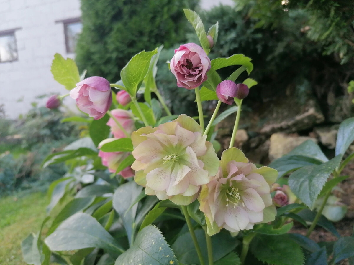 Морозники в нашем саду на даче в сентябре 2023 года. Фото автора @Маша Генералова 